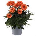Bild von Ej Dahlia Orange